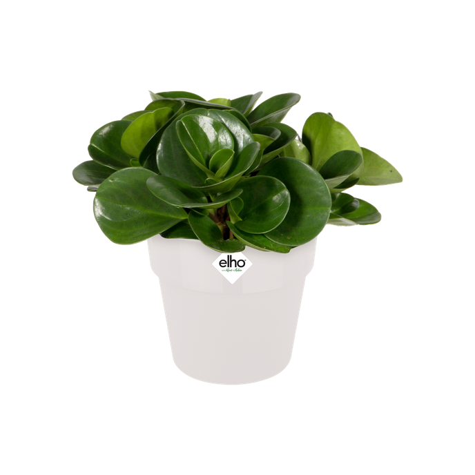 b.for original round mini 13cm white